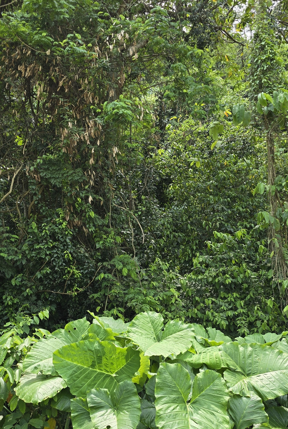 2026-04-08-D Santo Tomas 20260408_123742_ji.jpg